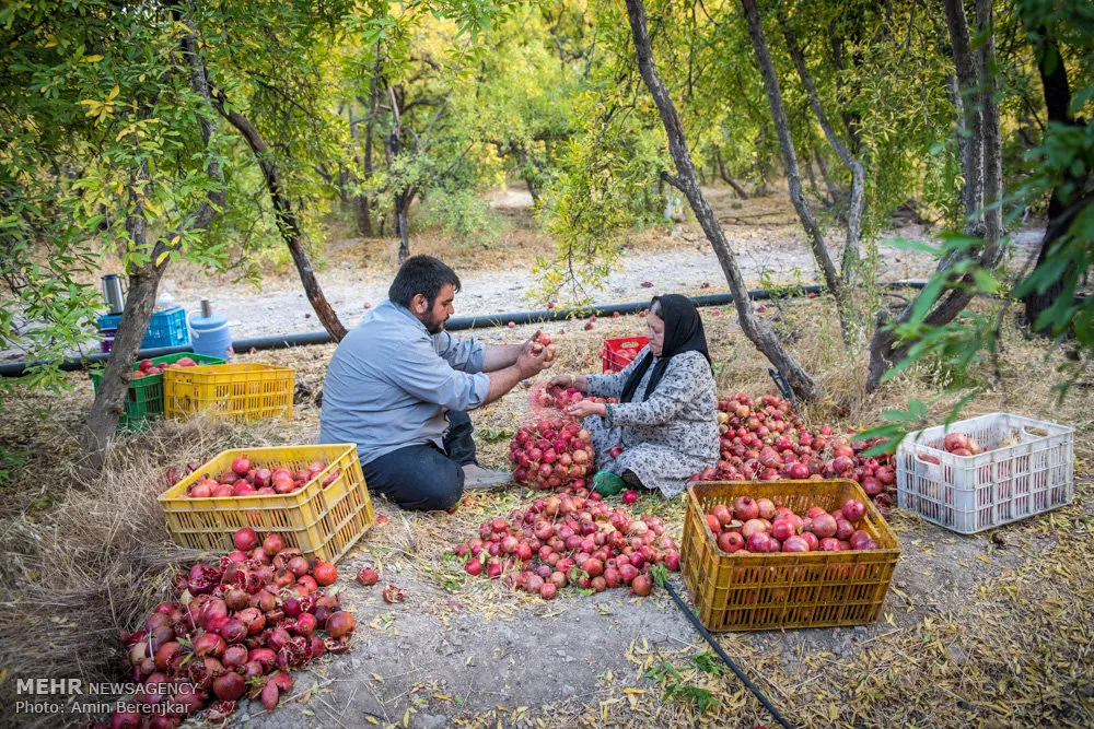 شناخت انواع انار صادراتی ایران